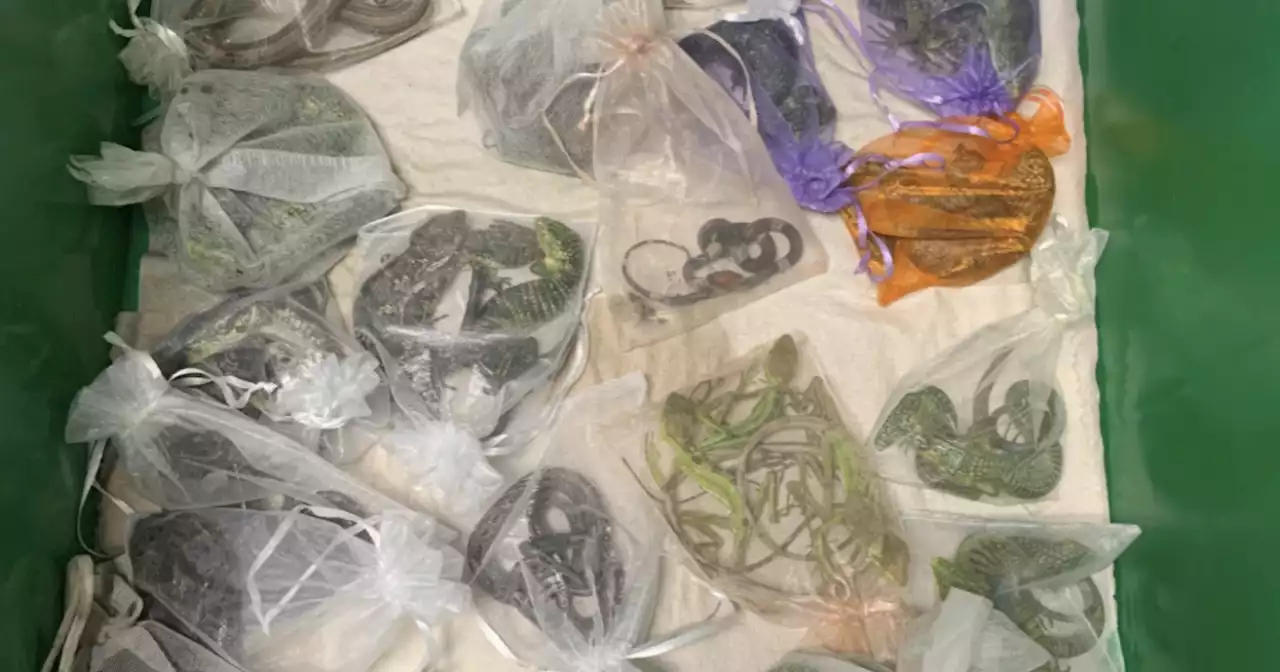 Feds: Man smuggled 1,700 reptiles from Mexico, Hong Kong