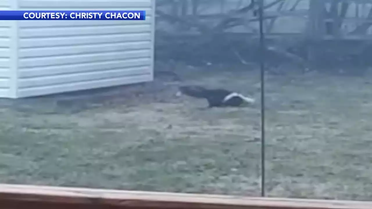 Skunk stuck in peanut butter jar spotted in Montgomery County