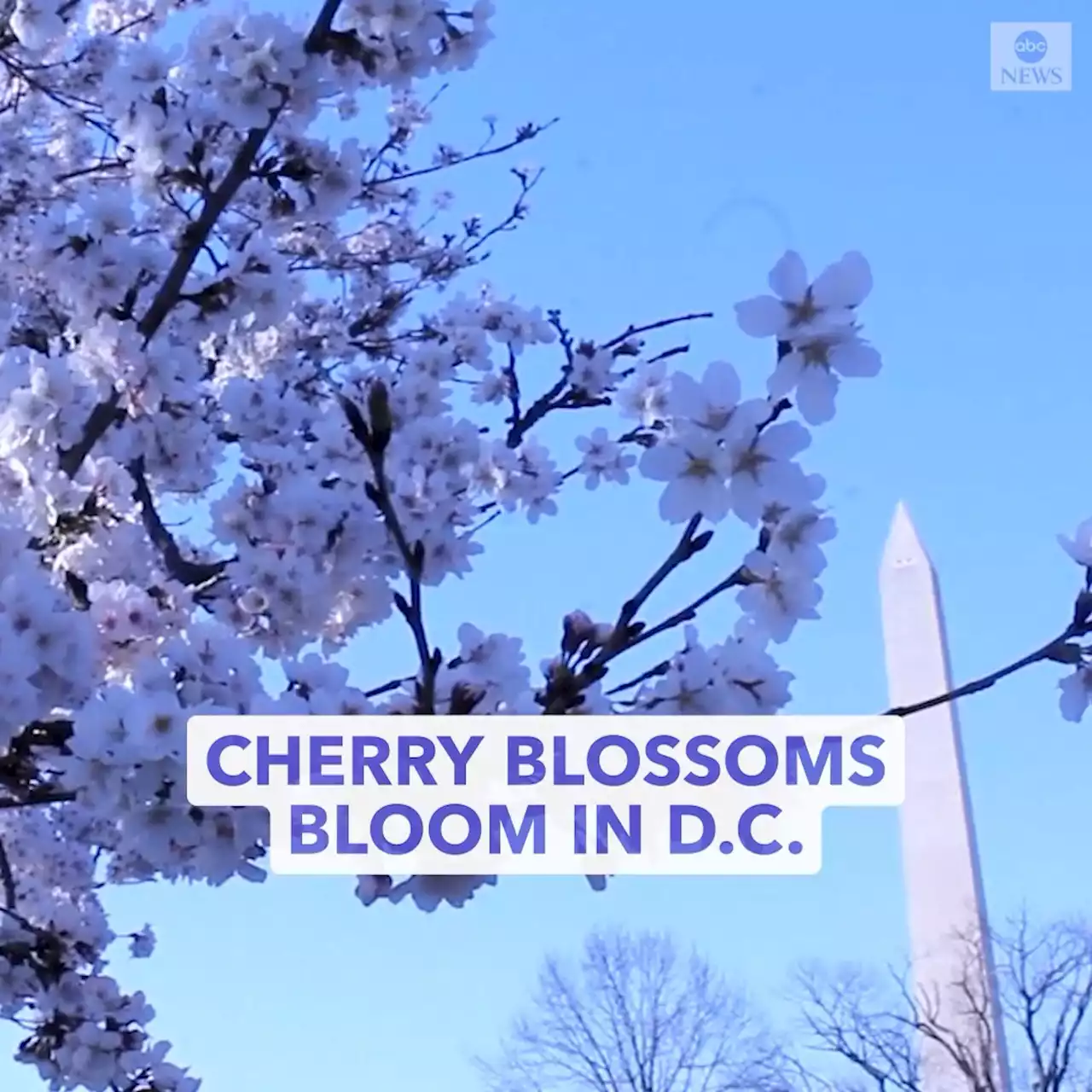 Washington welcomes spring with cherry blossoms in full bloom