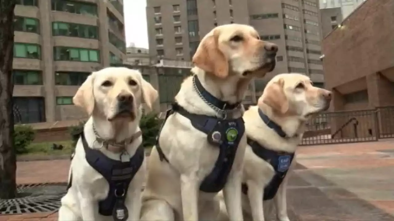 NYPD introduces emotional support dogs to help officers cope with stress of job