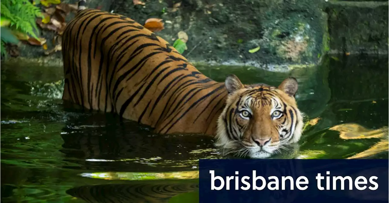 ‘Smart patrols’: The new hope for Malaysia’s last tigers