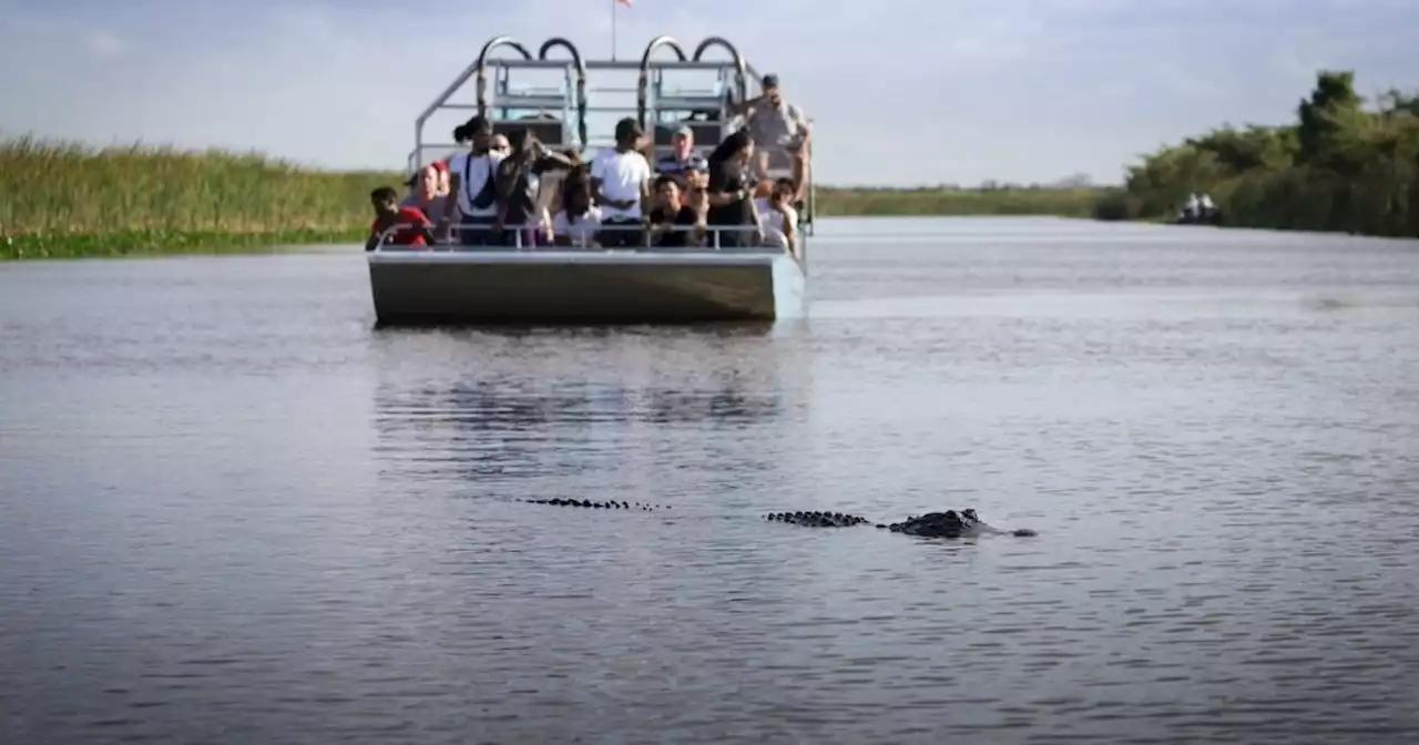 Everglades, el pantanoso hogar de los caimanes a una hora de Miami