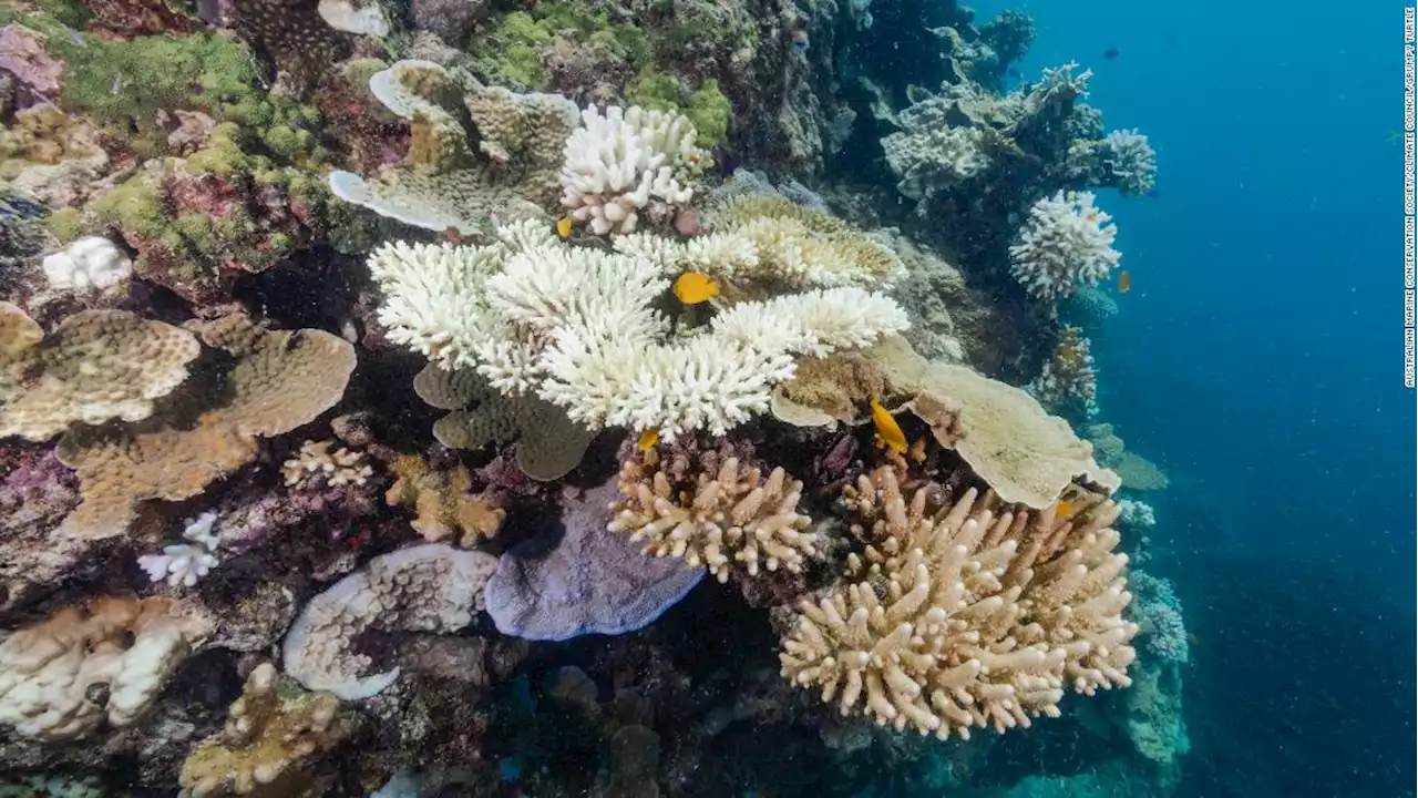 The Great Barrier Reef is suffering a sixth mass-bleaching event. Here's why scientists are concerned