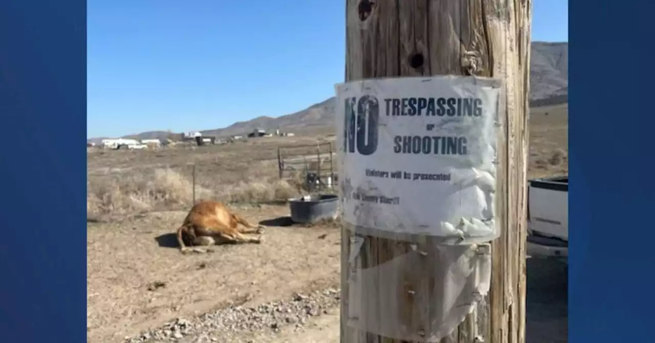 Eagle Mountain rancher upset after at least one cow shot and killed