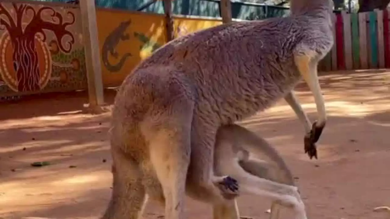 Kangaroo joey struggles to get into mother's pouch at San Antonio Zoo