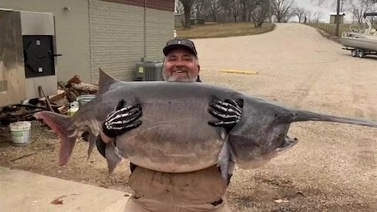 Illinois man catches 140-pound paddlefish, setting new fishing record in Missouri