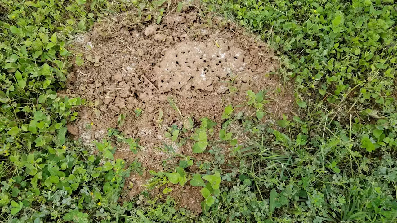 How to kill fire ants in your yard, and black mold on crepe myrtle