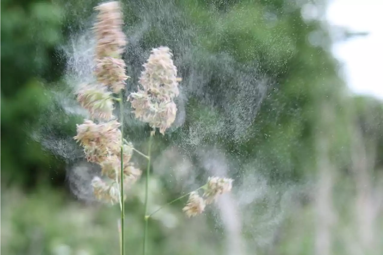 Early warm weather may wreak havoc with hay fever symptoms, survey suggests