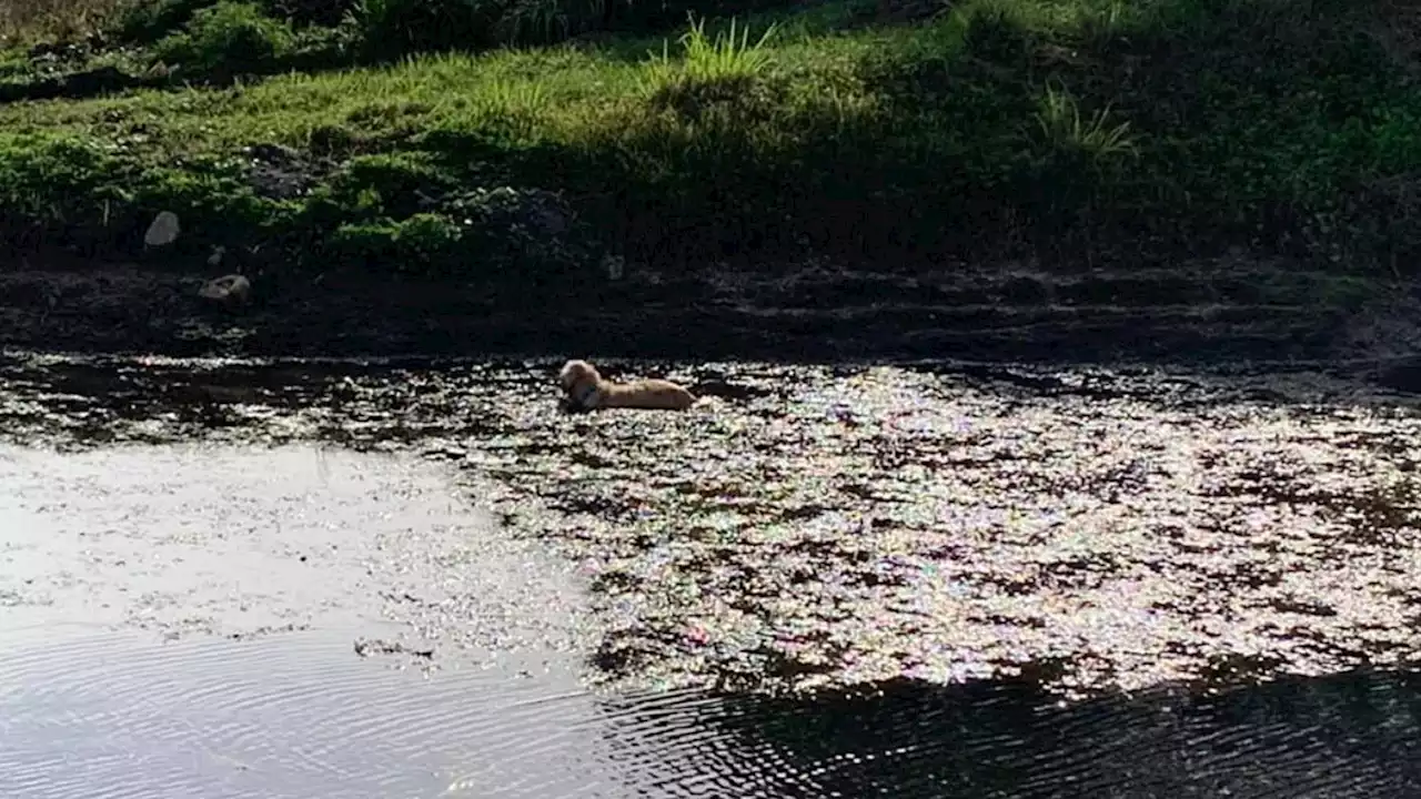 Florida police officer wades into canal, rescues dog stuck in mud