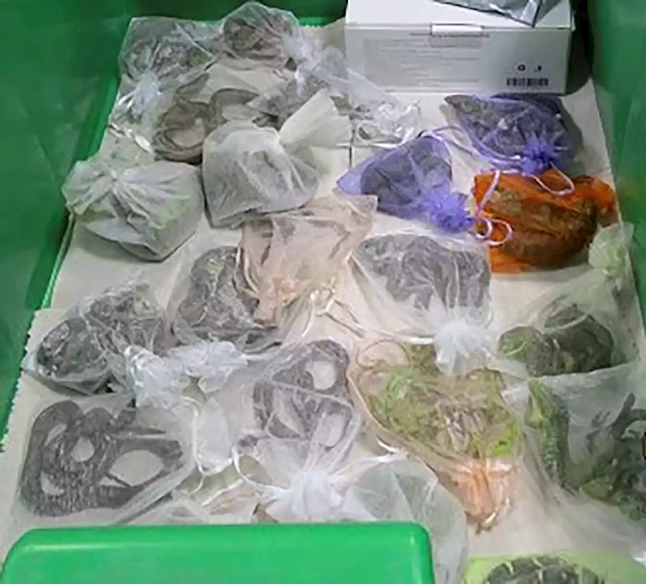 Feds: Man smuggled 1,700 reptiles from Mexico, Hong Kong