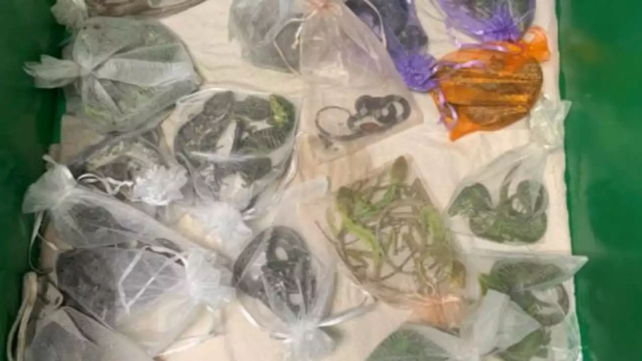 California man smuggled 1,700 reptiles from Mexico, Hong Kong