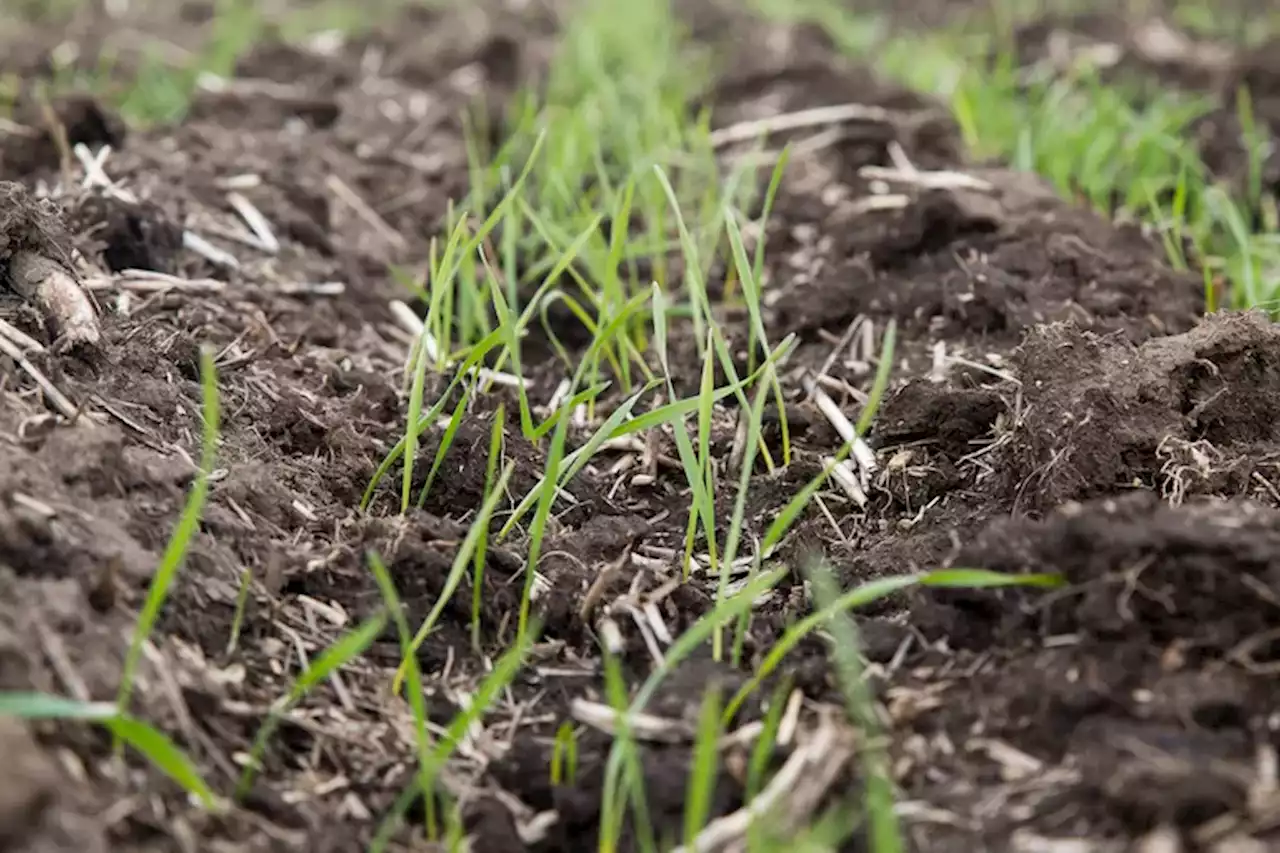 Bioinsumos: ¿el “auto eléctrico” del agro?