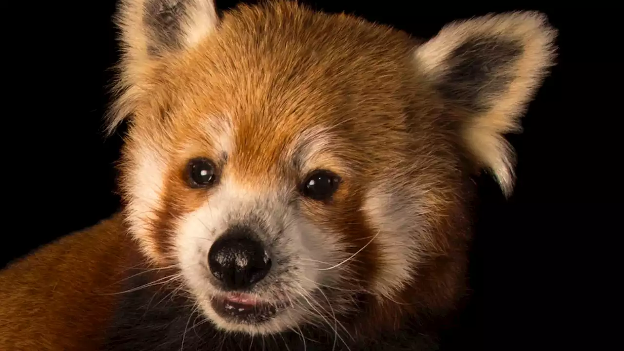 Red pandas, facts and photos