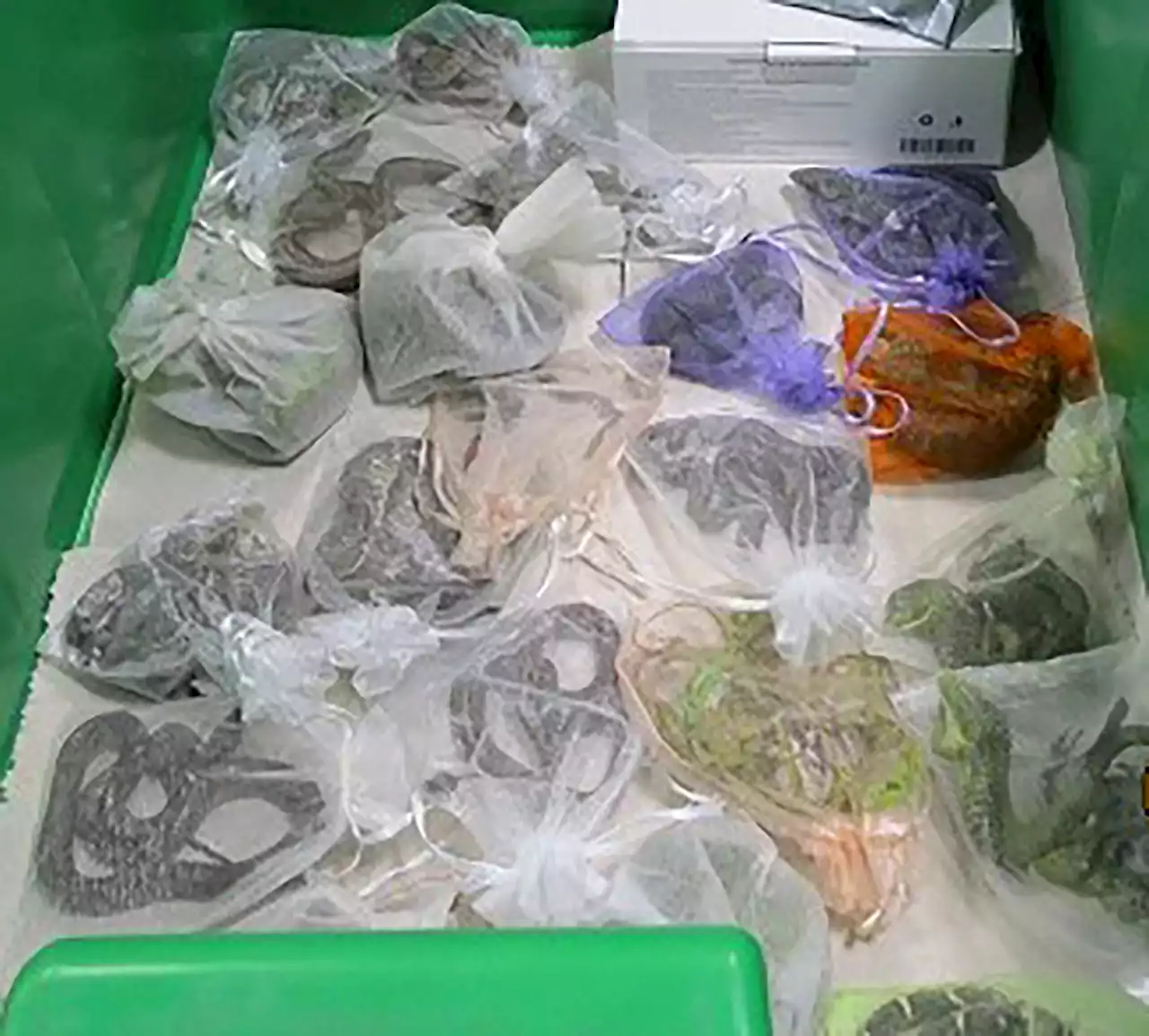 Feds: Man Smuggled 1,700 Reptiles From Mexico, Hong Kong