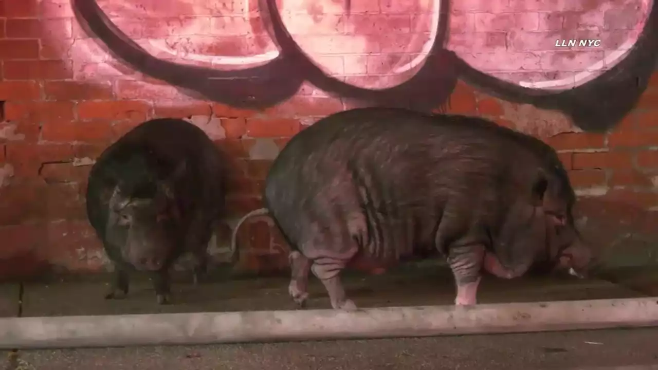 Video Shows Two Pigs Escape Fire at Brooklyn Warehouse