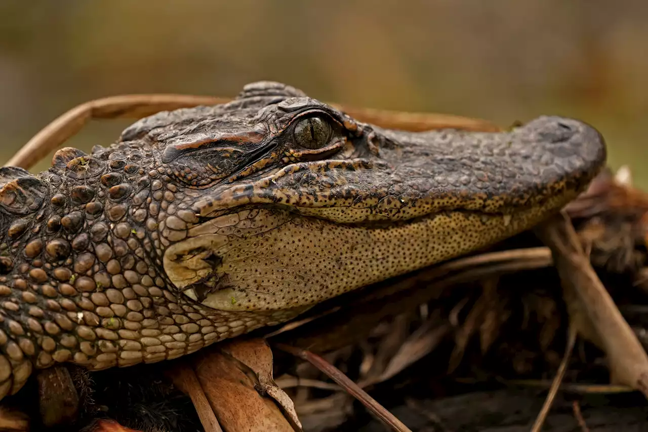 Driver Dies After Car Hits 11-Foot Alligator in Florida