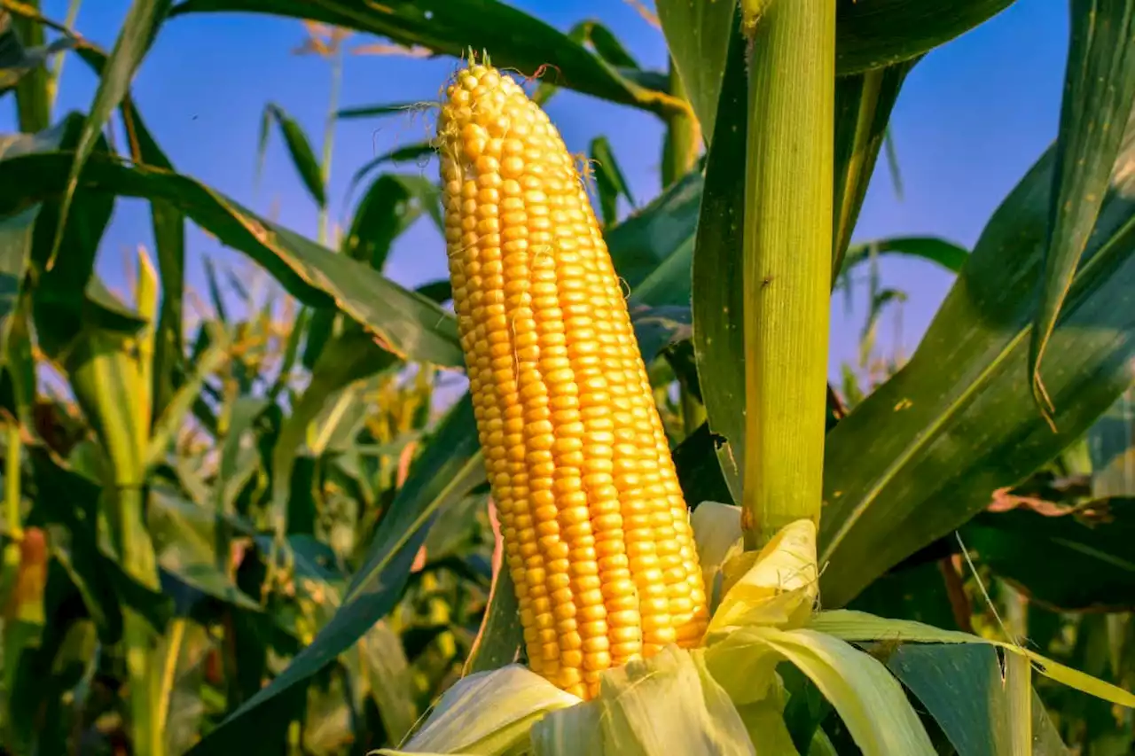 Rice and maize yields boosted up to 10 per cent by CRISPR gene editing