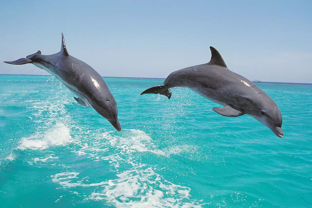 Dolphins ‘use wingmen to find partners’ with the most popular getting the most sex