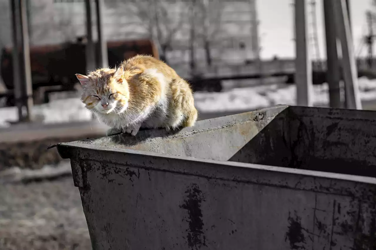 Kitten found in Turkish trash can living a purrfect life in Boston