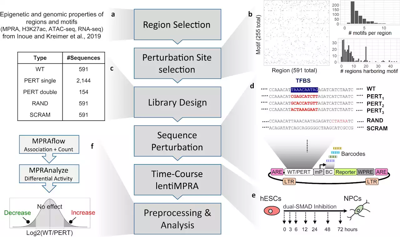 Hundreds of gene regulatory motifs cooperate and conflict to make brain cells