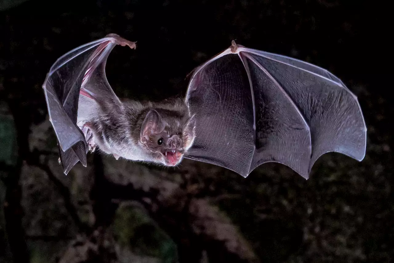 Scientists figure out how vampire bats got a taste for blood