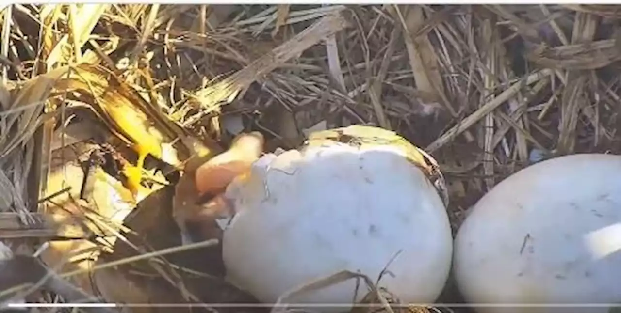 Bald eagle egg starts to hatch at National Arboretum in Northeast D.C.