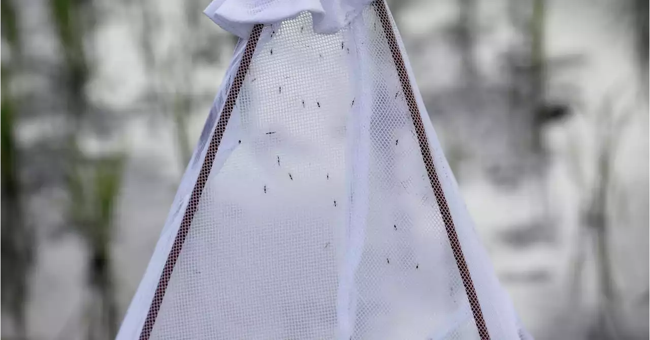 New bed nets that 'ground' mosquitoes could boost malaria fight