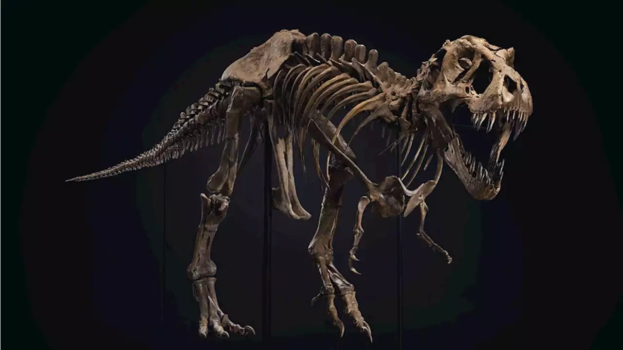 ‘Stan,’ the Record-Setting $32 Million Dinosaur Skeleton, Is Heading to a New Abu Dhabi Museum