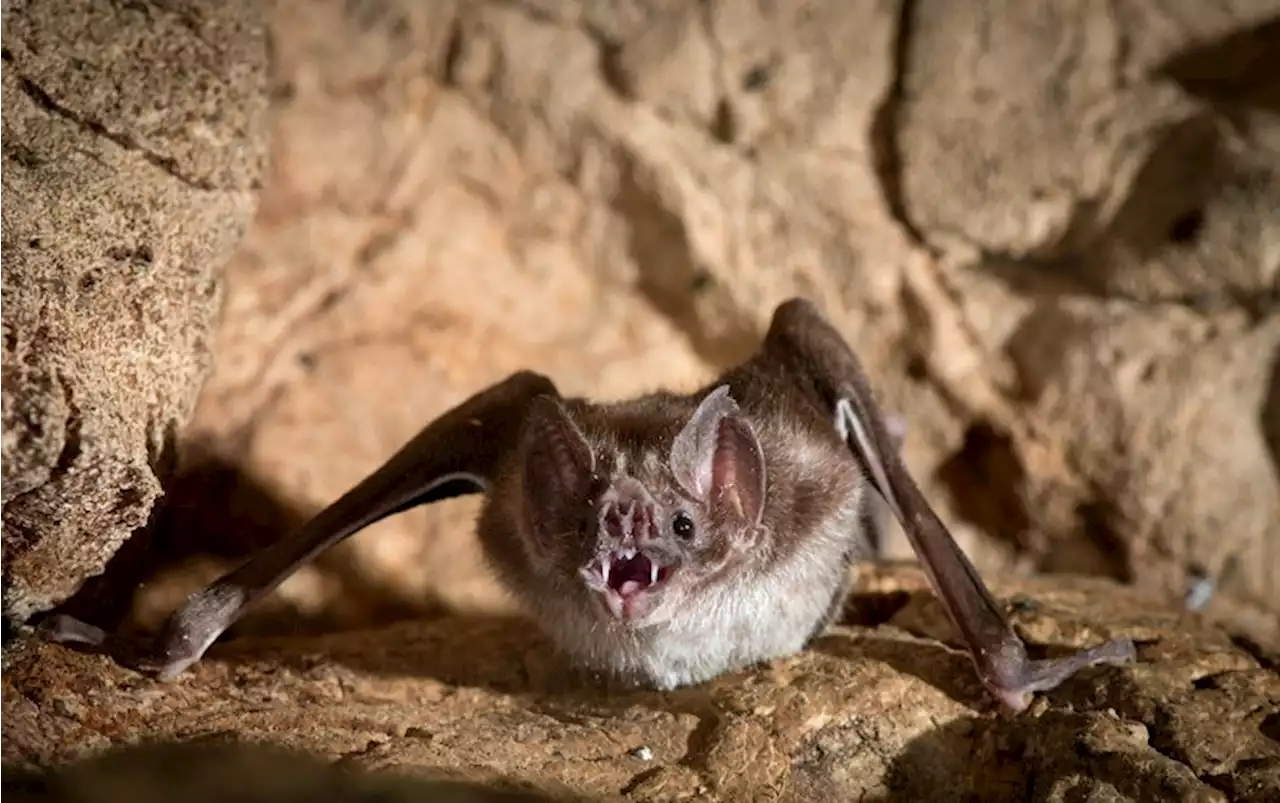 Lost Genes Explain Vampire Bats&rsquo; Diet of Blood