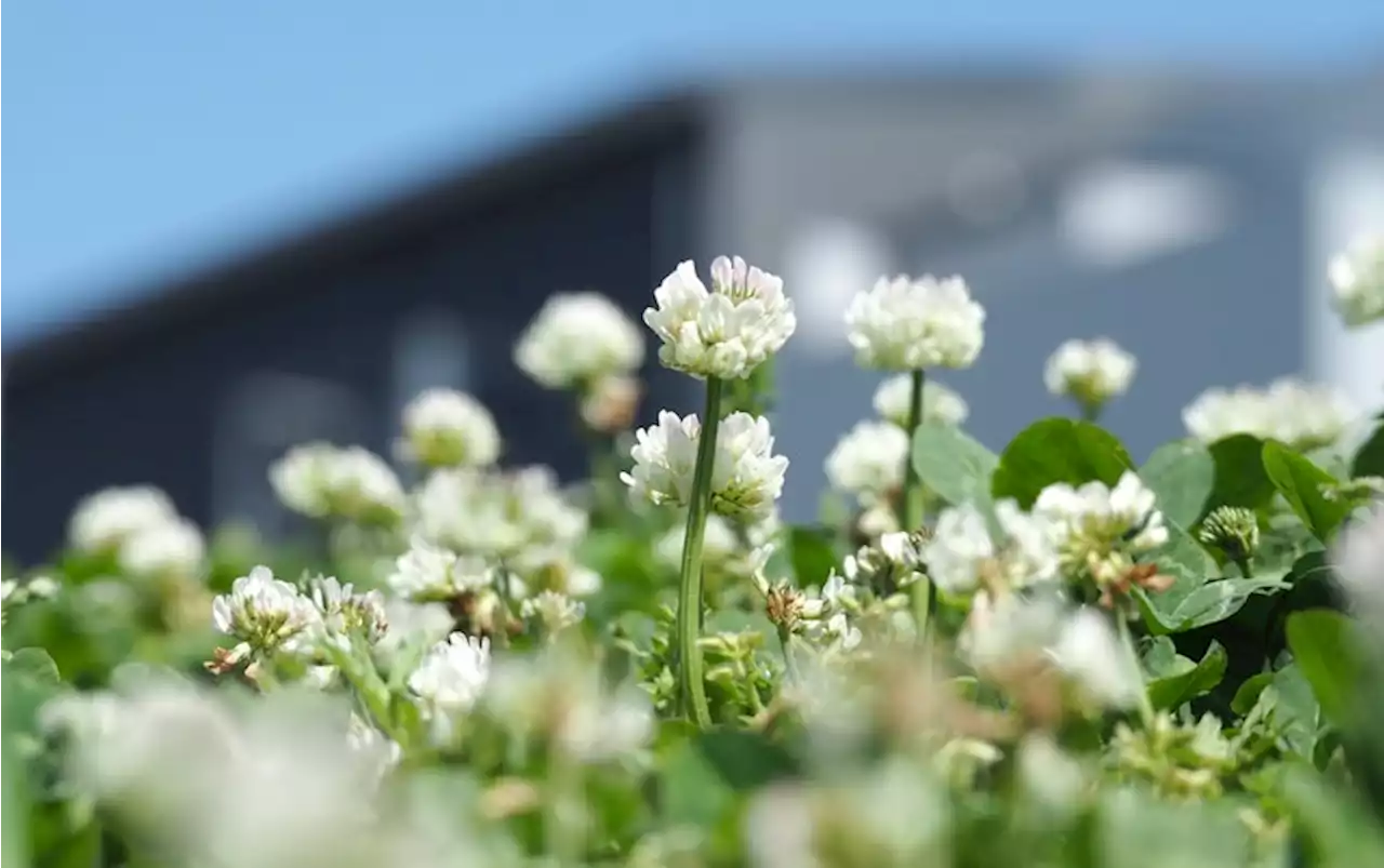 Urban Evolution: How Species Adapt to Survive in Cities