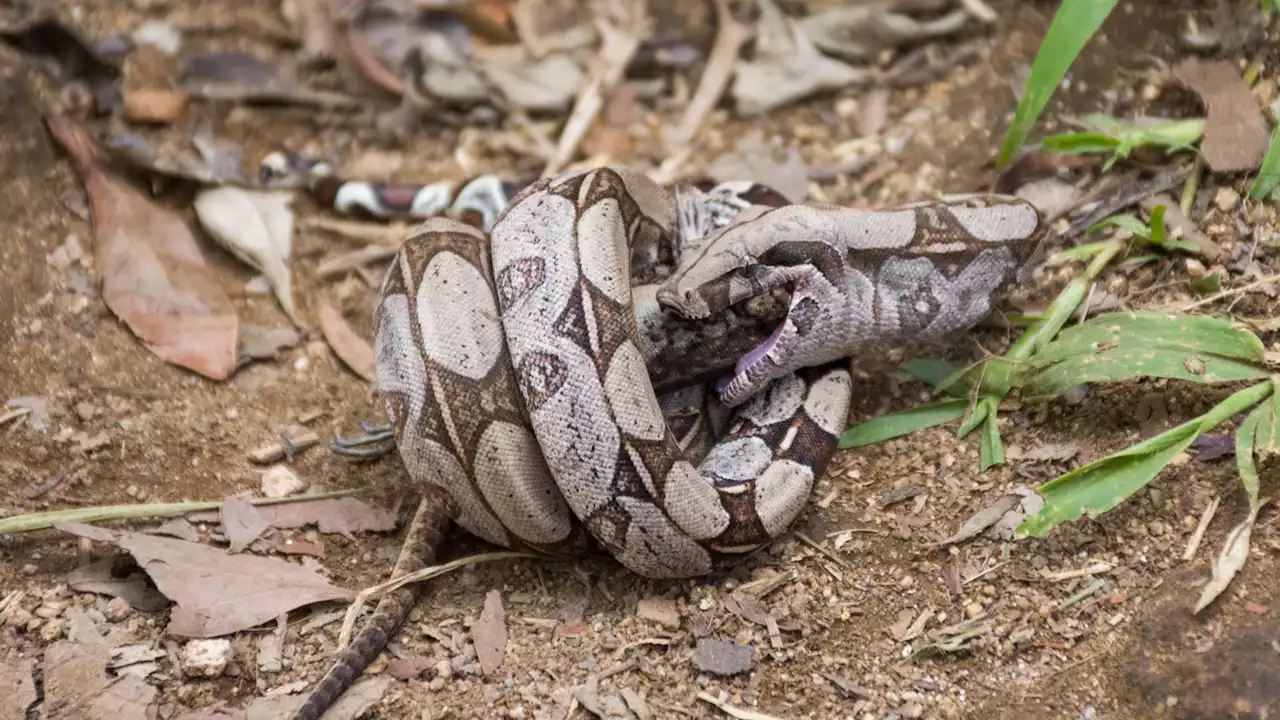 Here’s how boa constrictors squeeze their dinner without suffocating themselves