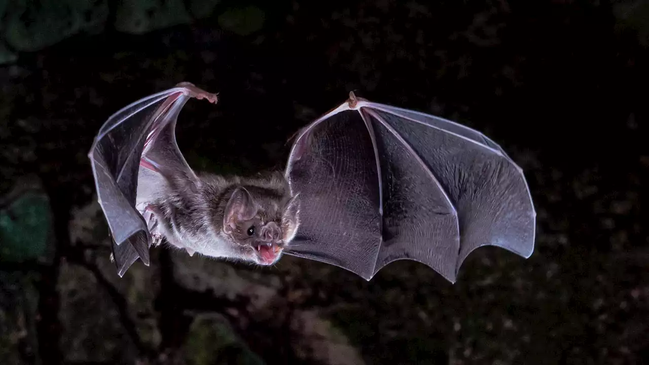 Lost genes may help explain how vampire bats survive on blood alone