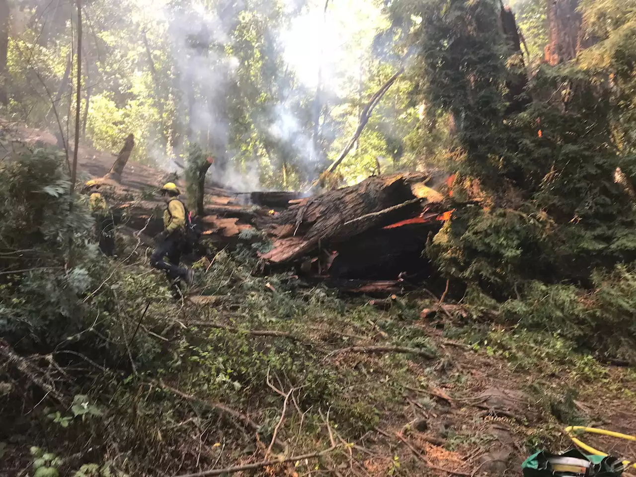 Iconic 800-year-old tree dies in fire at California park