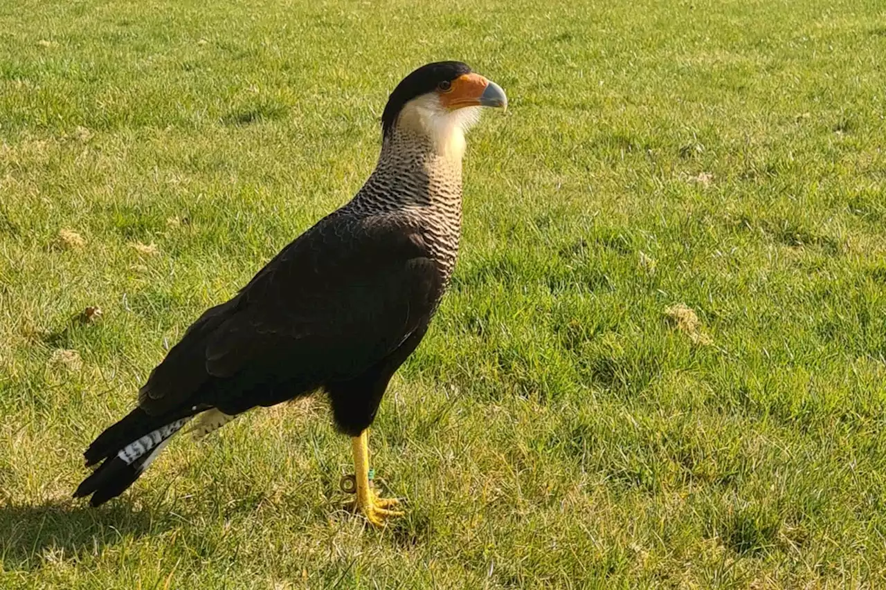 Flyaway falcon from London Zoo dodges zookeeper after Putney landing