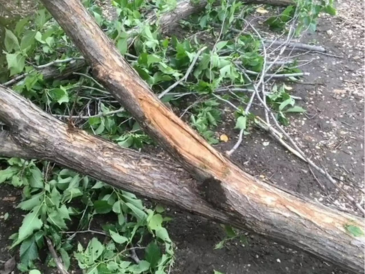 Gardening: Keeping Dutch Elm Disease under control in Saskatchewan