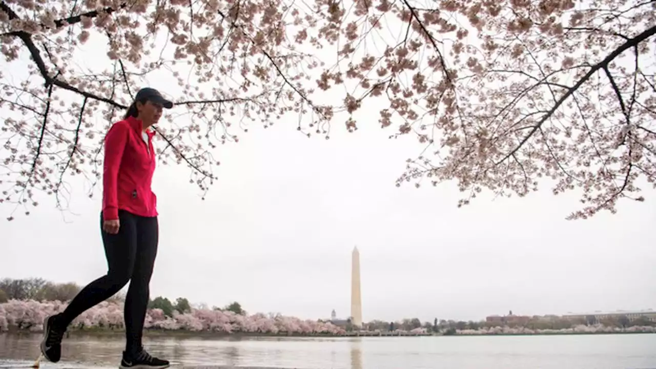 Washington welcomes spring with cherry blossoms in full bloom