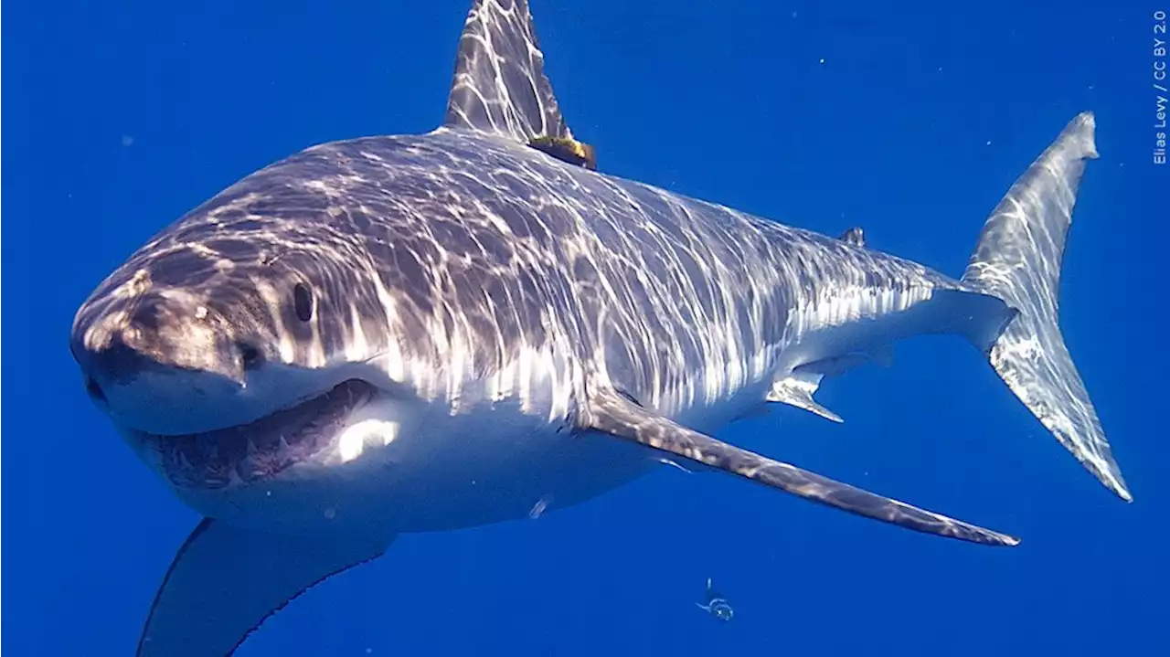 1,600 lb. great white shark pings off Florida’s coast