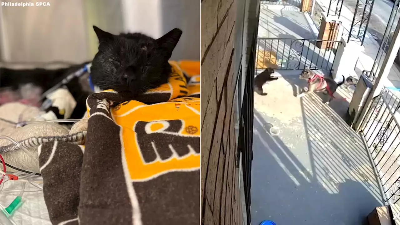 12-year-old, 17-year-old turn themselves in to authorities following vicious attack on Buddy the cat