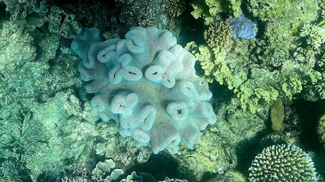 More coral bleaching at Great Barrier Reef, Australia confirms \n