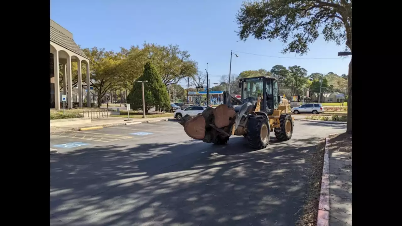 Diseased oak trees in League Park to be turned into art