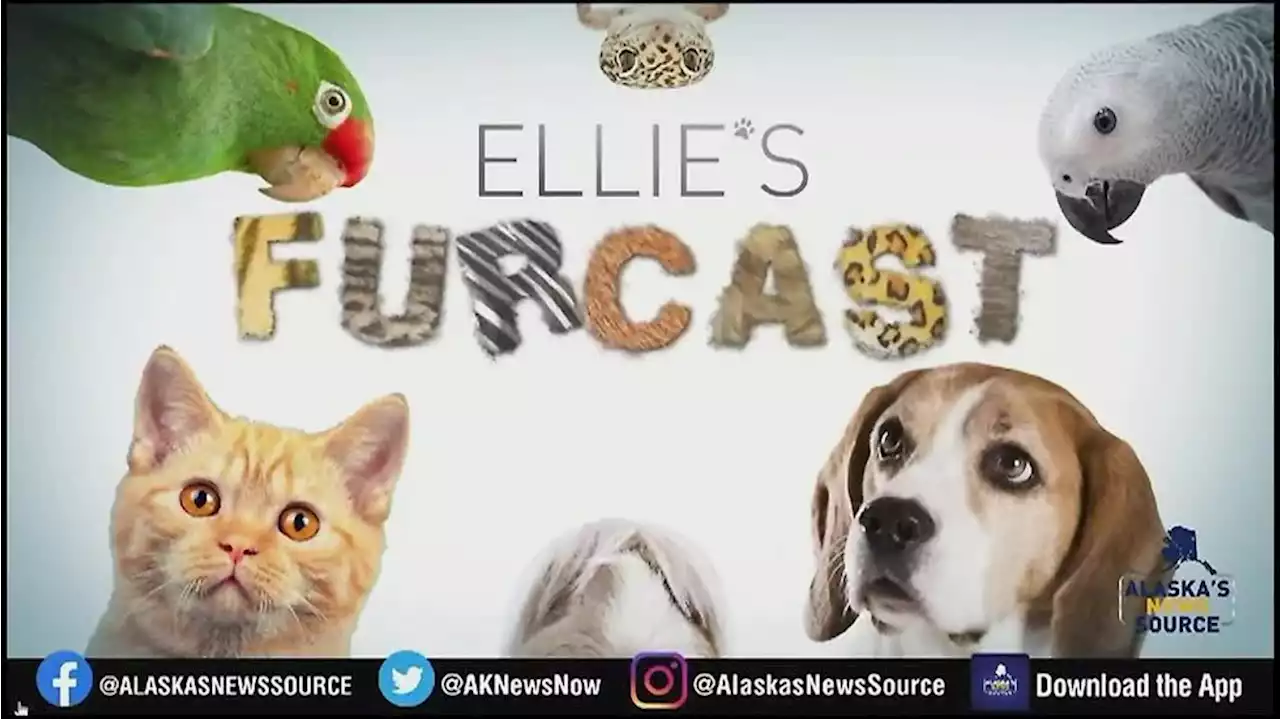 Ellie’s Furcast: Twix the Porcupine