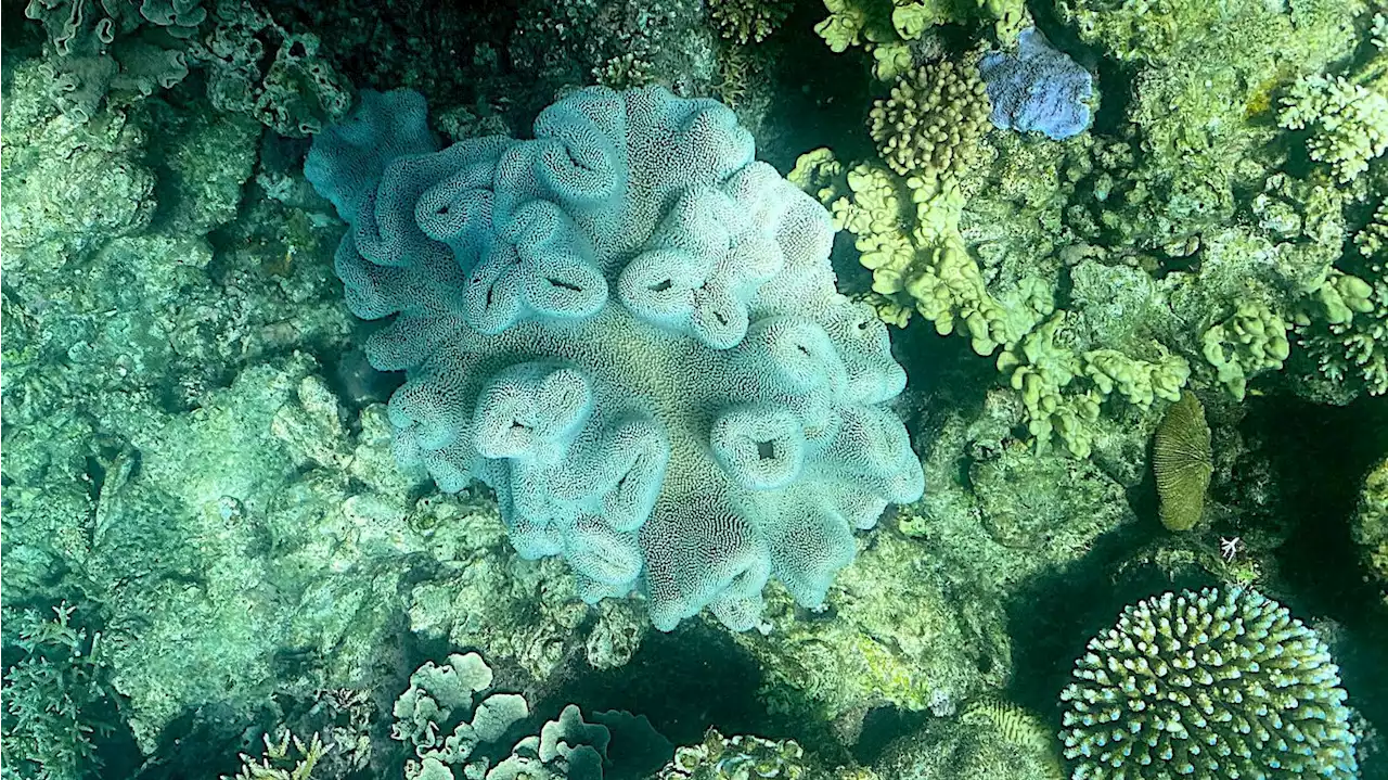 Great Barrier Reef suffering 6th mass-bleaching