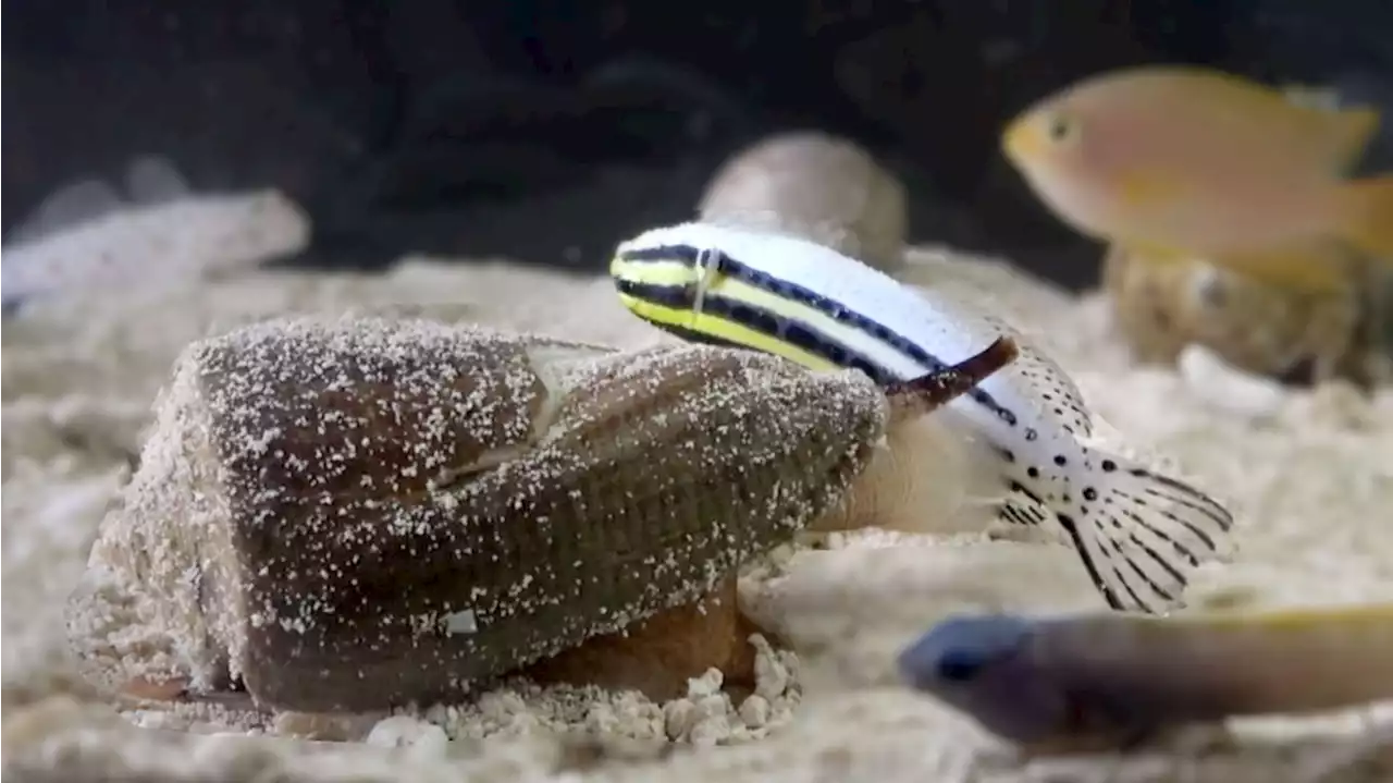 How a compound found in cone snails' potent venom could help with pain