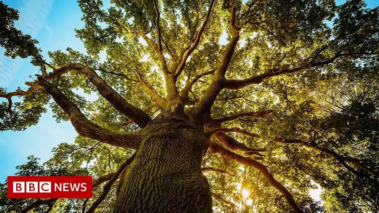 Thousand-year-old oaks seed experimental 'super forest'