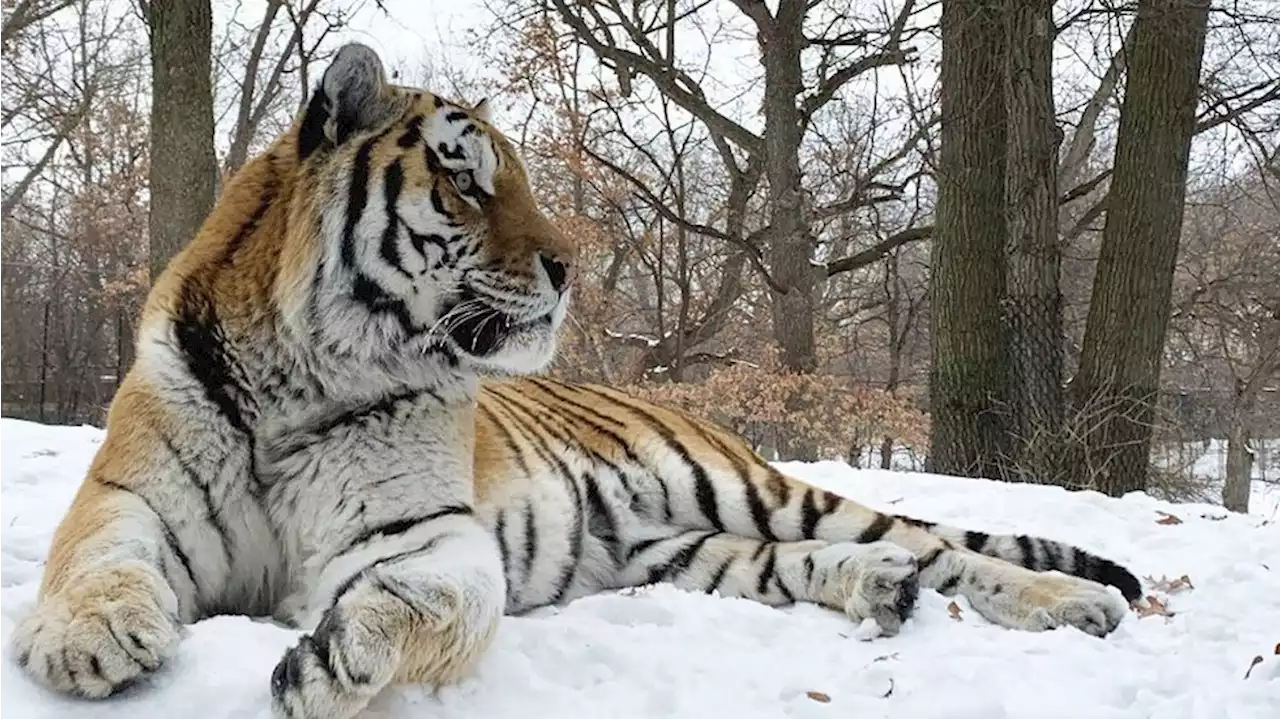 Tiger named ‘Putin’ dies at Minnesota Zoo