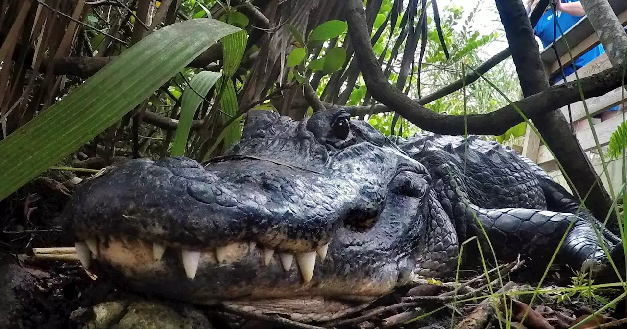 Florida man dies after crashing his car into an 11-foot alligator