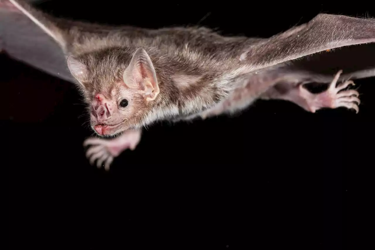 Gene losses allow vampire bats to live solely on a diet of blood | Engadget