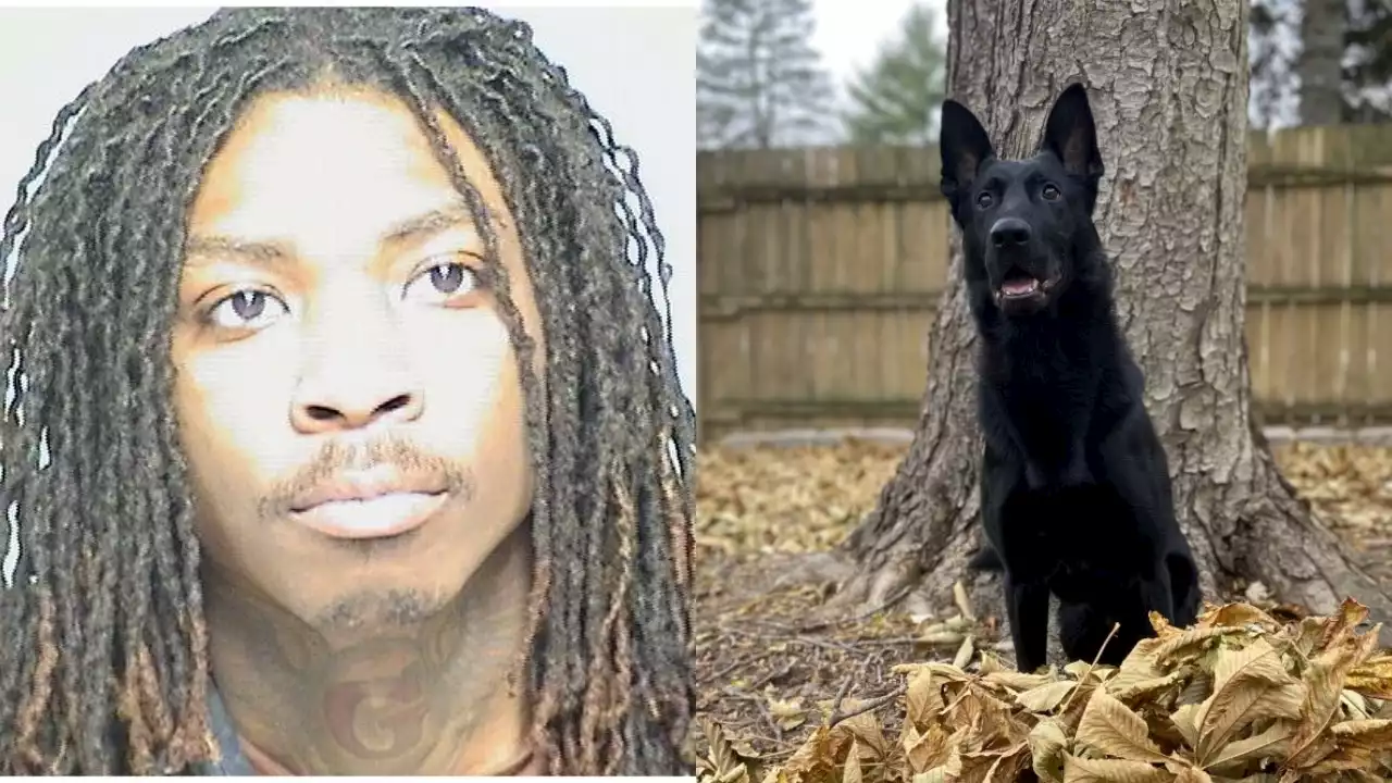 'Dangerous' felon arrested in Grayslake with help from K9 Ryker