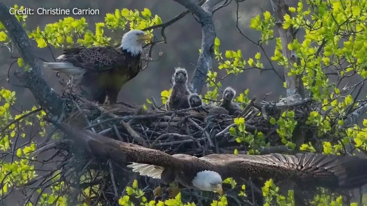 Battle over bald eagle's roost on Long Island