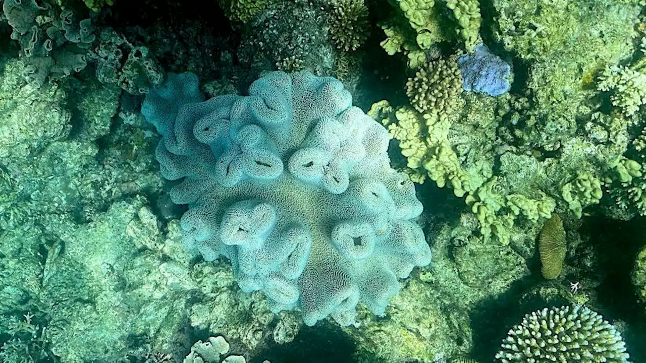 Australia's Great Barrier Reef Is Suffering Yet Another Mass Bleaching